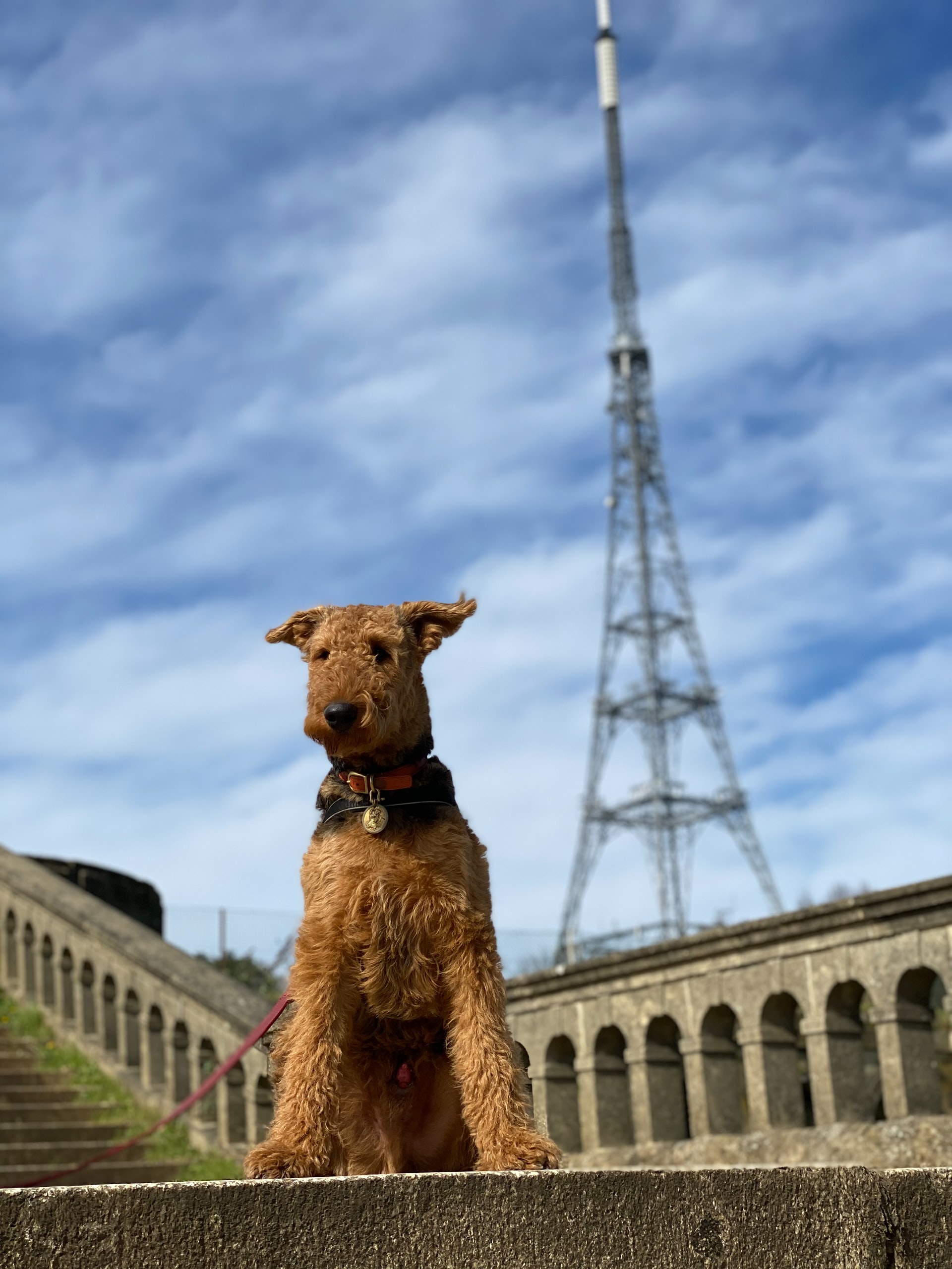 Doggo in Crystal Palace