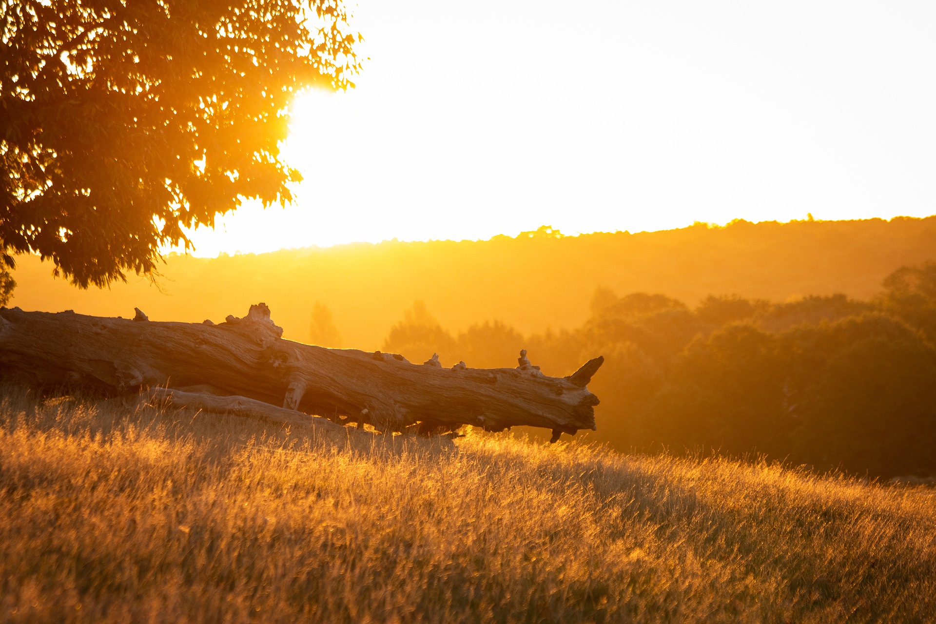 Richmond Park