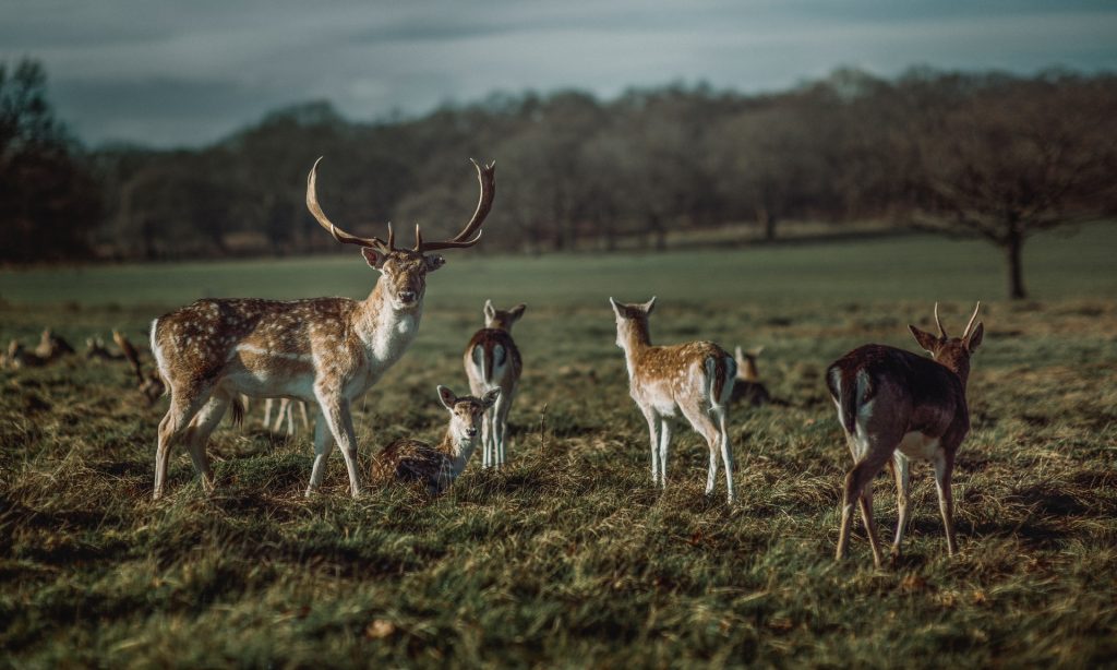 Richmond Park